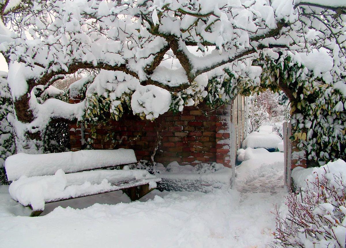 Сад зимой картинки фотографии