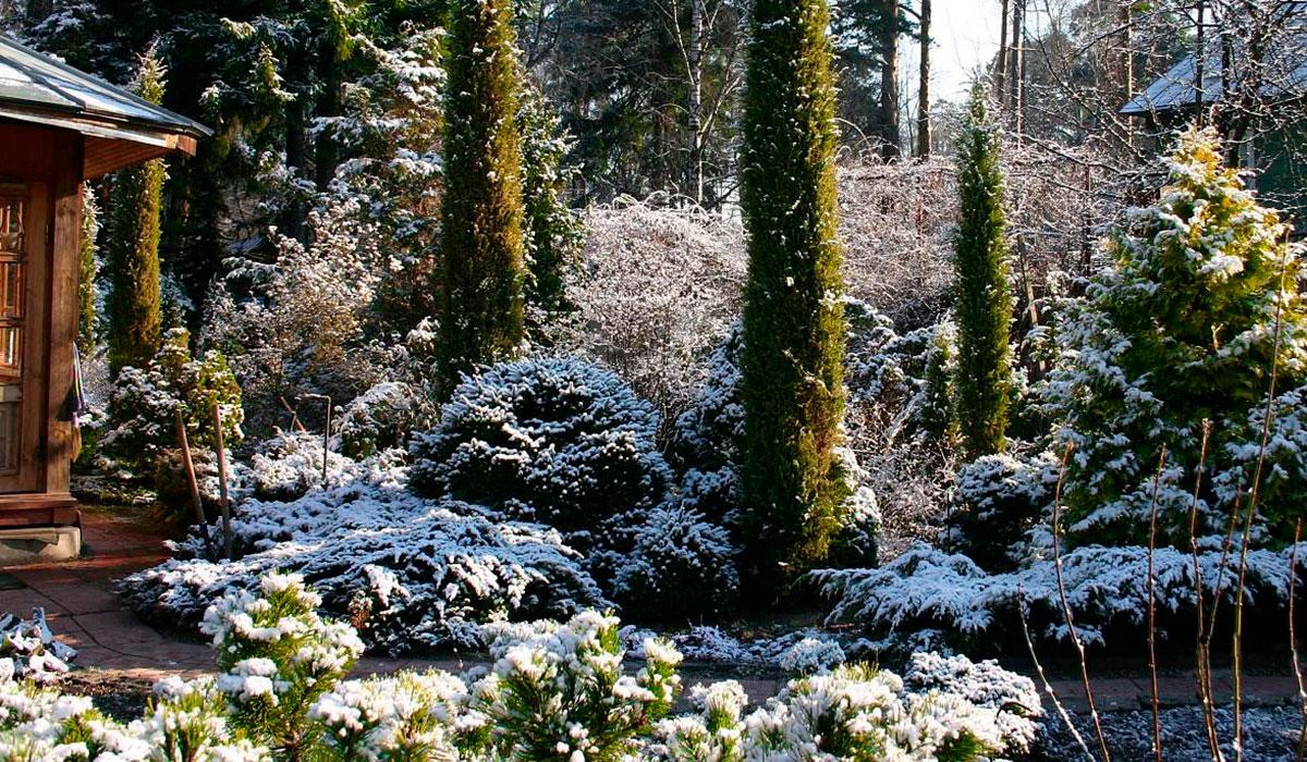 яблоневый сад зимой :: Валентина. . – Социальная сеть ФотоКто