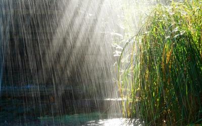 Дождь падает на красивые самые красивые листья Стоковое Фото - изображение  насчитывающей наиболее, дождь: 198032060