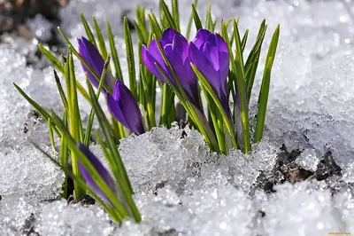 Красивые картинки весна на рабочий стол (38 фото)