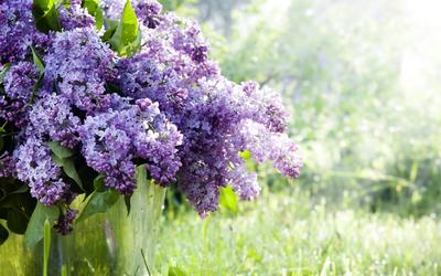 Весенние цветы в саду: ТОП популяных первоцветов, время посадки и цветения