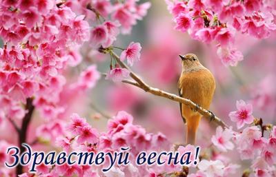 Открытки с 1 марта - поздравления с первым днем весны в стихах и смс -  новости Украины - Апостроф