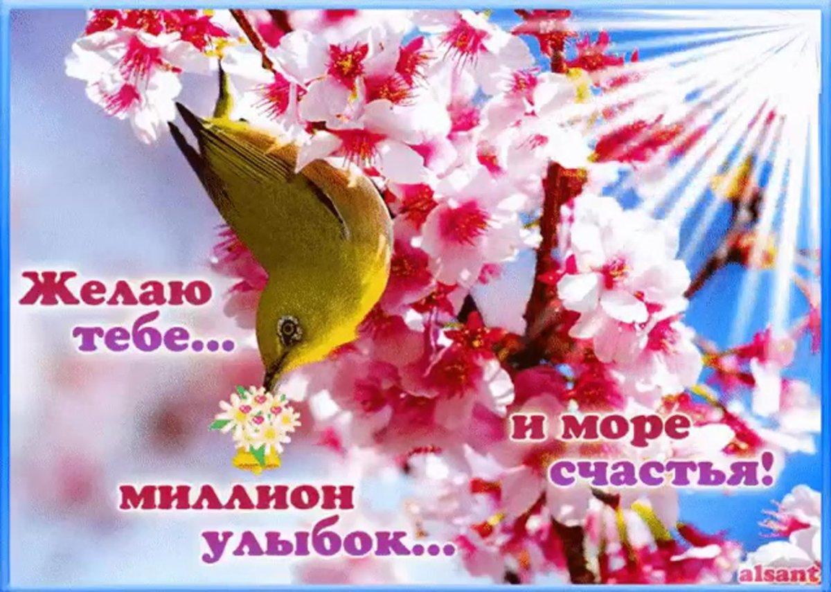 Счастливая поздравительная открытка весны с белыми изображениями цветов  резерва вишневого цвета Стоковое Изображение - изображение насчитывающей  конструкция, украшение: 207007061