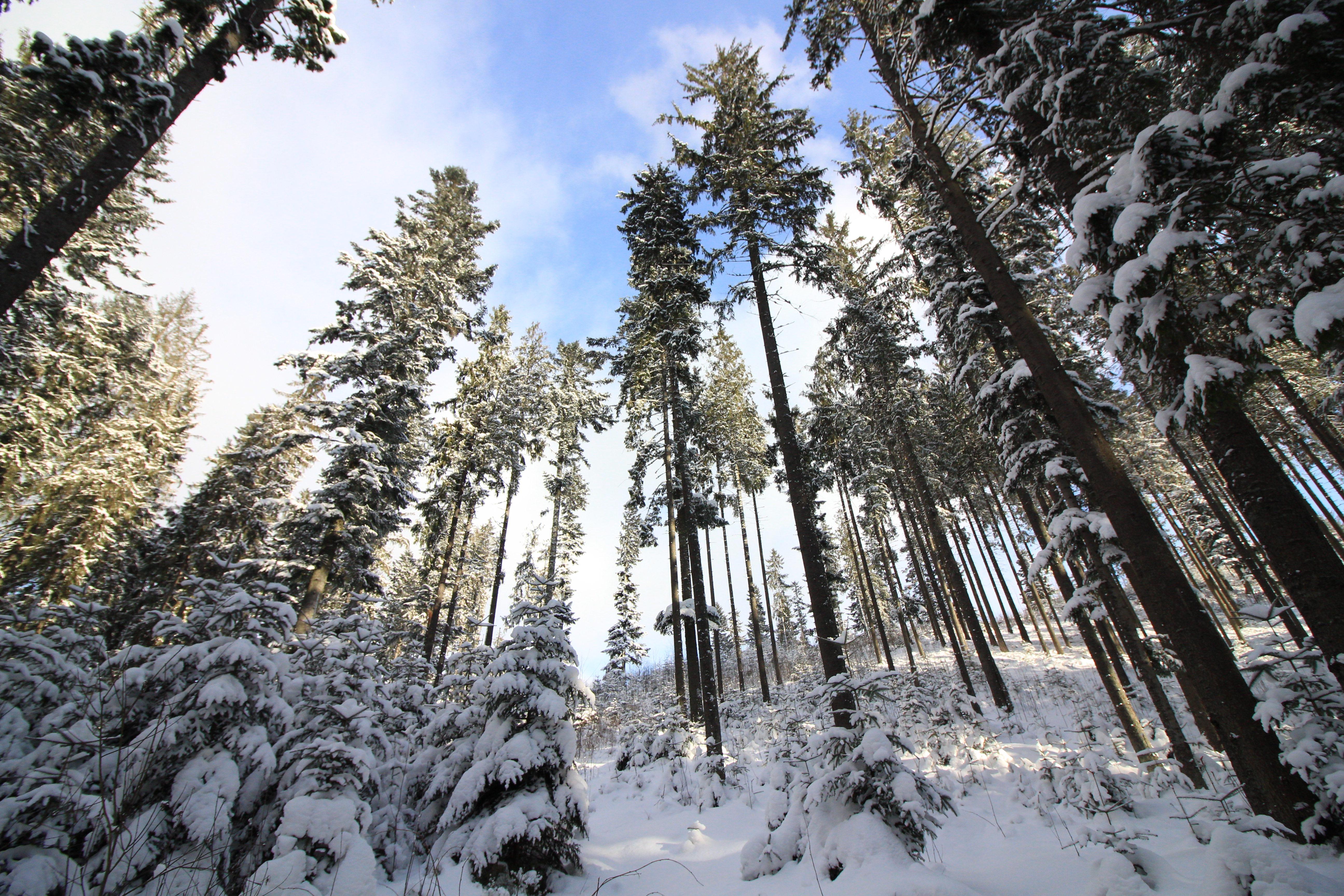 Середина зимы в Брянской области отметится минусовыми температурами •  Новозыбков.SU