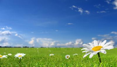 Скачать обои небо, обои на рабочий стол, цветы, весна, трава разрешение  2222x1277 #13231