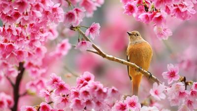 Весна, птичка на ветке - Весна - Природа - Картинки на рабочий стол