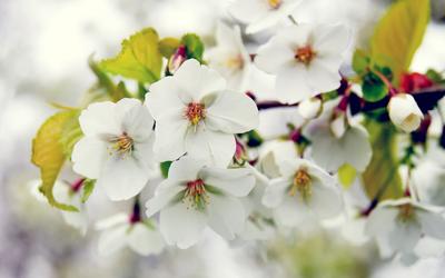 Скачать обои цветение, весна, ветка, яблоня, дерево, раздел макро в  разрешении 2560x1600