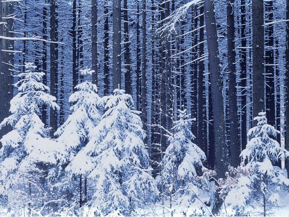 Обои на рабочий стол Зимний лес, большие и маленькие елки покрыты снегом,  обои для рабочего стола, скачать обои, обои бесплатно