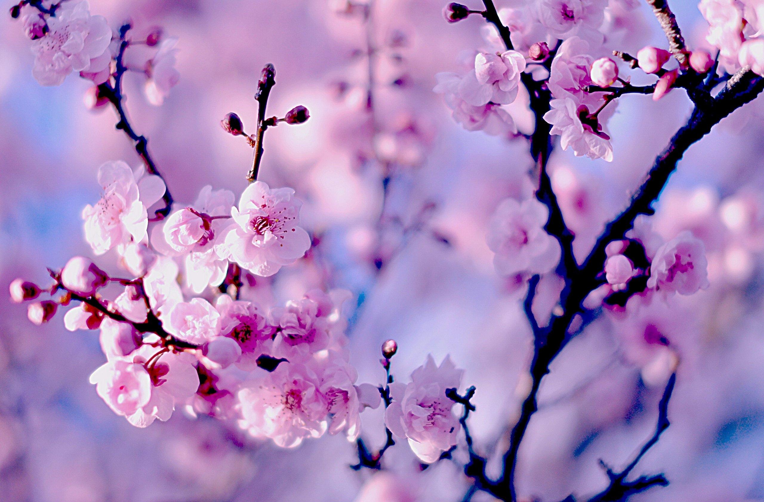 Скачать обои дерево, Природа, весна, сакура, цветение, раздел природа в  разрешении 1920x1080