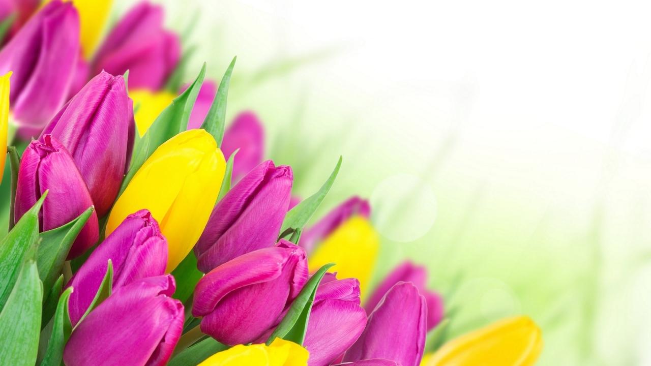 Классификационные трехчастные карточки Весенние первоцветы - карточки  Монтессори купить и скачать
