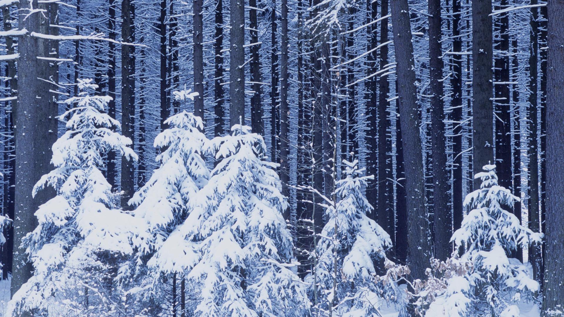 Скачать обои снег, новый год, лес, зима, snow разрешение 1920x1080 #3833