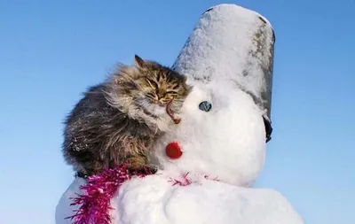 зима :: фото :: котэ (прикольные картинки с кошками) / смешные картинки и  другие приколы: комиксы, гиф анимация, видео, лучший интеллектуальный юмор.