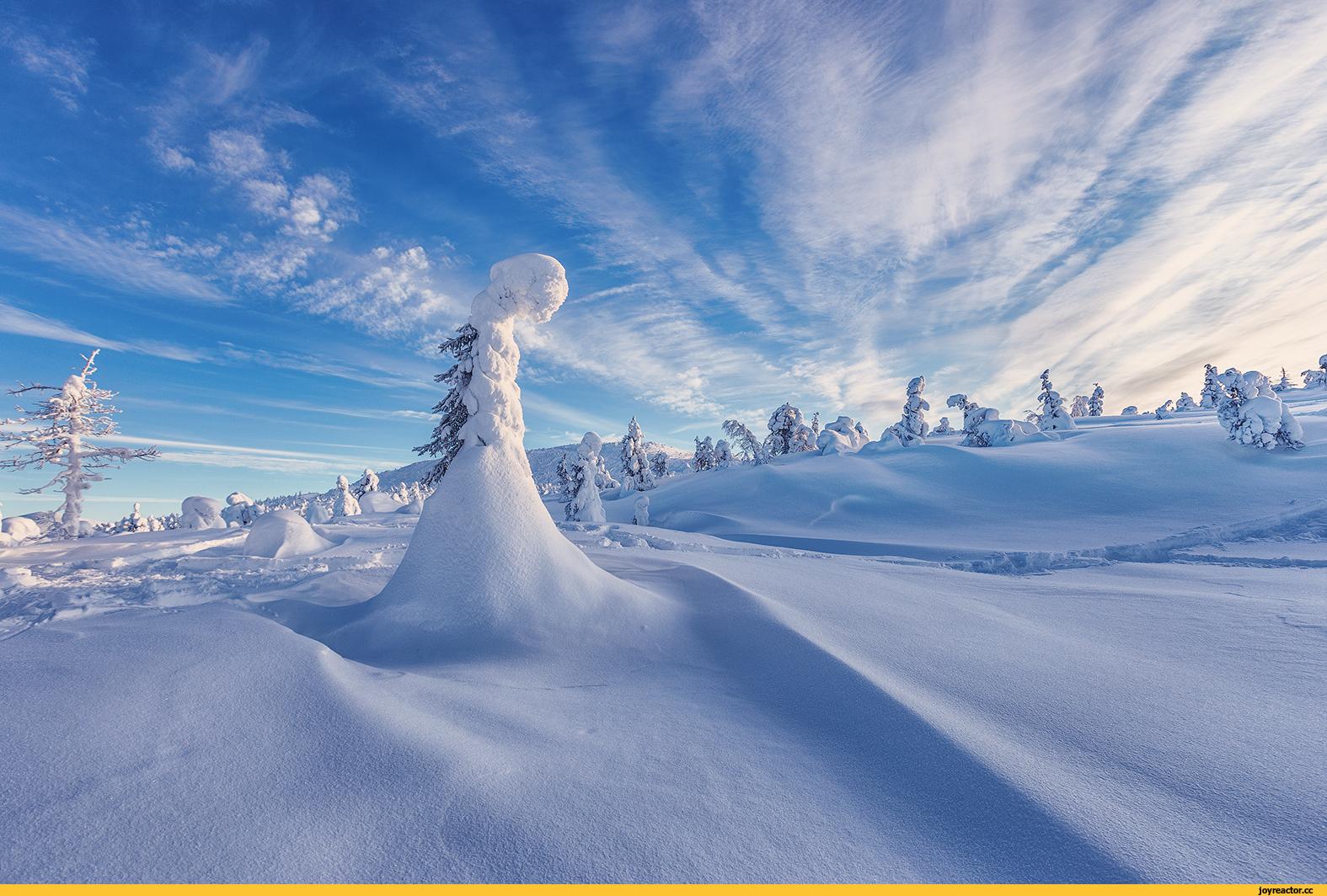 белка сидит на куче снега, смешные картинки зимы, зима, снег фон картинки и  Фото для бесплатной загрузки