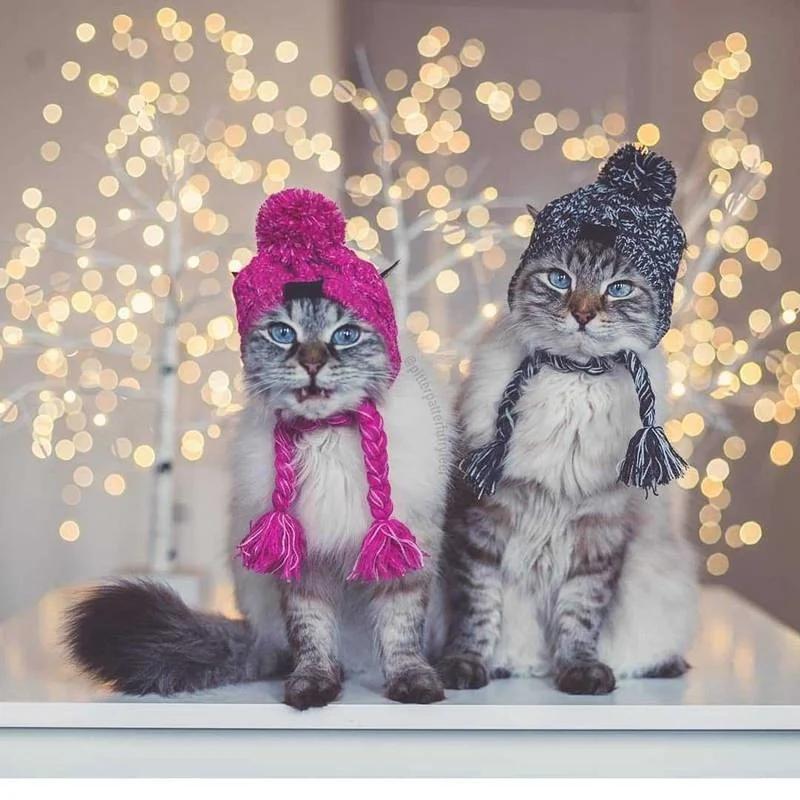 Шерстяная шапка для собак, зимние ветрозащитные детские шапки, зимние  теплые вязаные шапки для собак, рождественские Смешные Аксессуары для кошек  | AliExpress