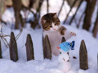 Непогода в Украине: самые смешные мемы и картинки о снегопаде