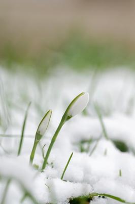 Весна! Снег | Цветы | Весна | Природа | Amazing flowers, Winter garden,  Spring flowers
