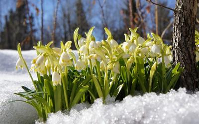 прошлогодняя трава под тающим весной снегом Stock Photo | Adobe Stock