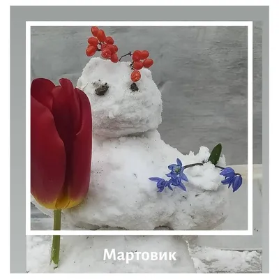 весна в горах фото красивые природа снег тает: 11 тыс изображений найдено в  Яндекс.Картинках | Winter flowers, Spring flowers, Winter nature