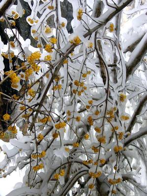 лед и снег в лужах весной или осенью. потепление после зимы в природе  Стоковое Фото - изображение насчитывающей грязь, ландшафт: 225653716