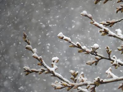 Весна Снег Деревья - Бесплатное фото на Pixabay - Pixabay
