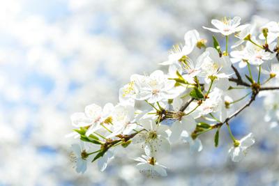 Весна: пробуждение природы» — создано в Шедевруме
