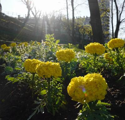 солнечная весна :: Инна – Социальная сеть ФотоКто