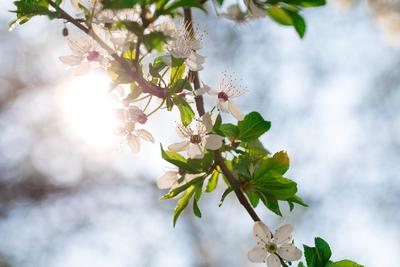 весна дороги дня страны солнечная Стоковое Фото - изображение насчитывающей  зеленый, страна: 24384832