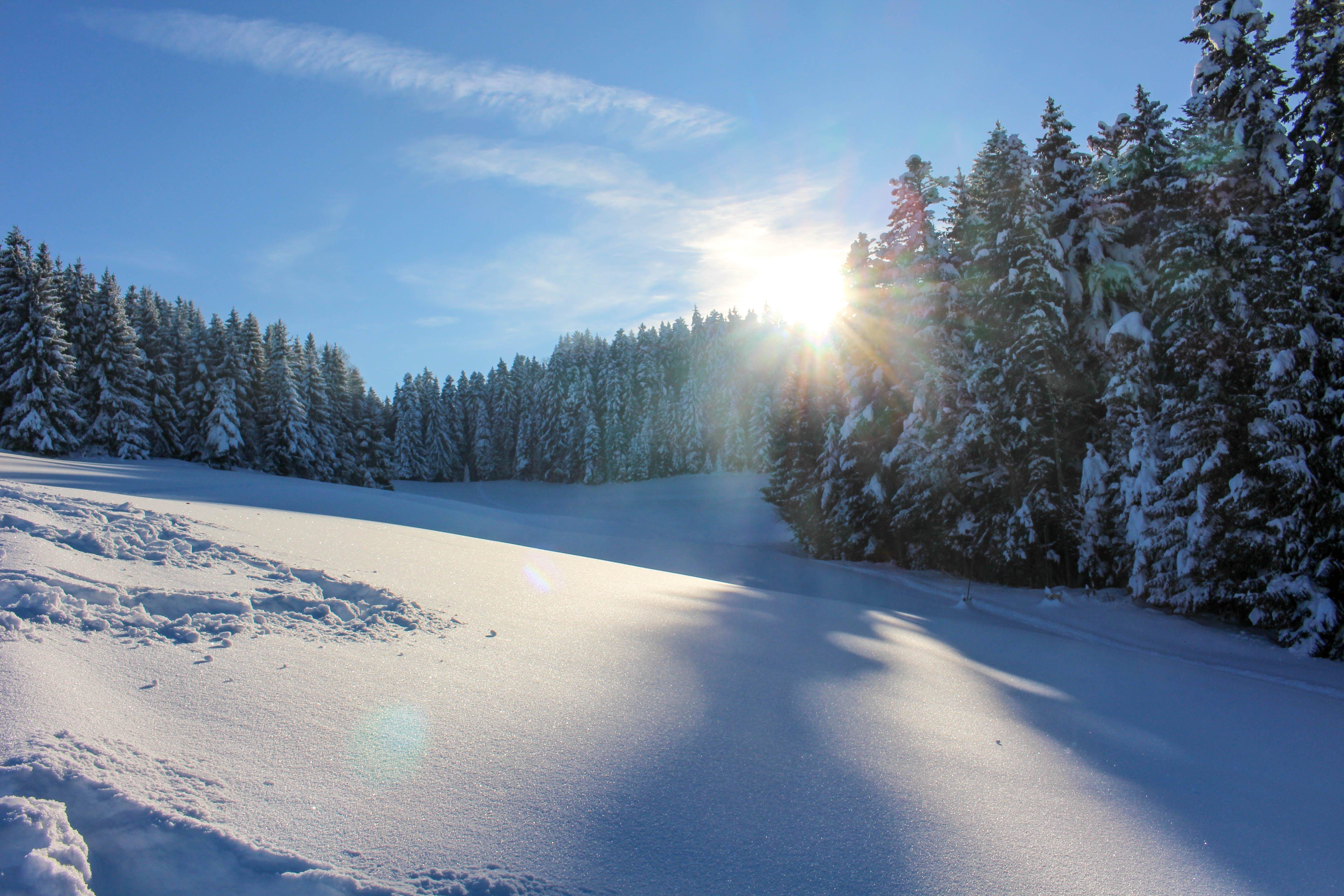 Солнечный зимний день в лесу - 68 фото
