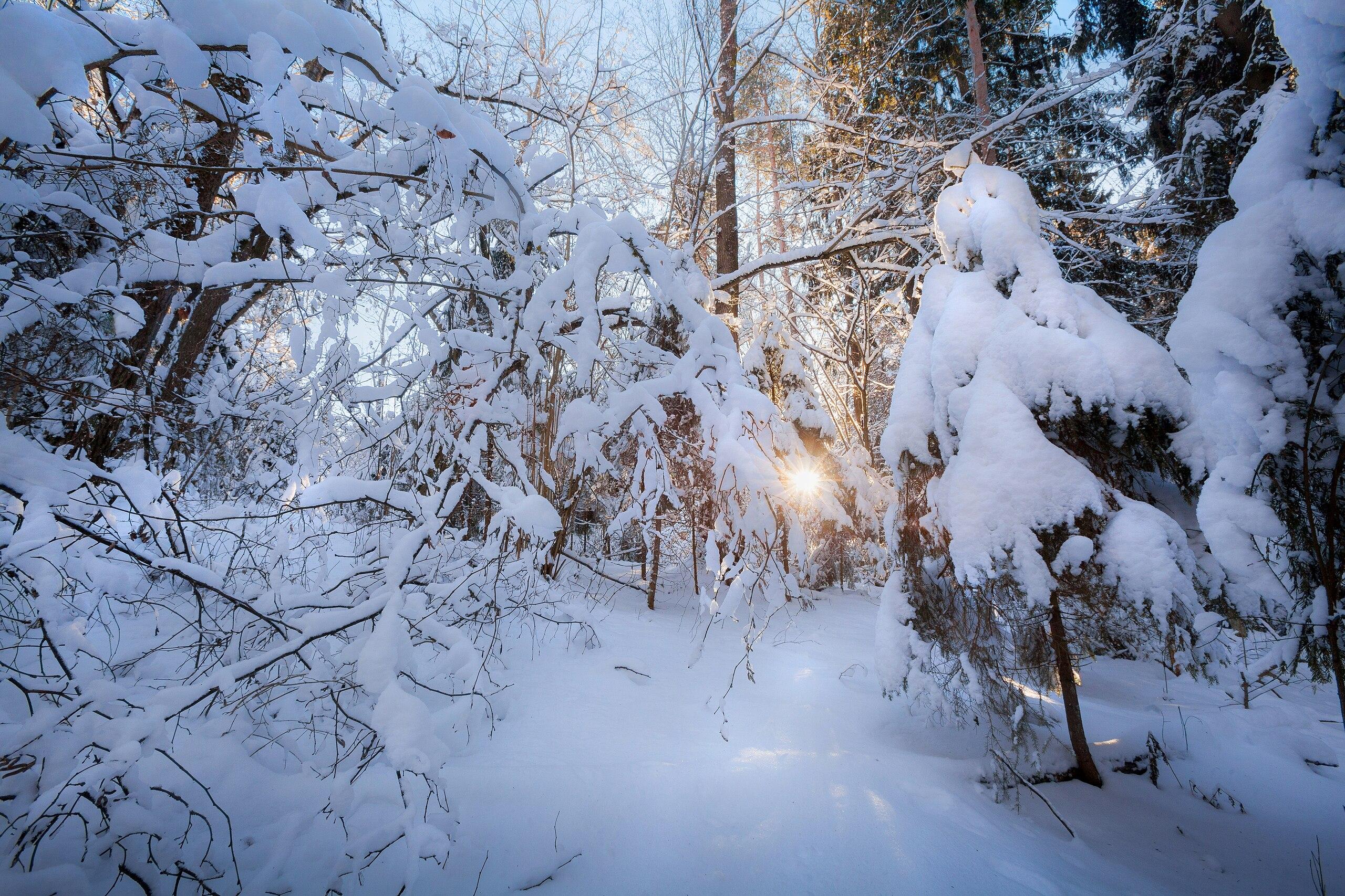 Картинки яркое солнце зимой (69 фото) » Картинки и статусы про окружающий  мир вокруг