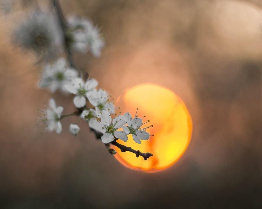 Весеннее солнце — конкурс \"Весна идет, весне - дорогу (профи)\" —  Фотоконкурс.ру