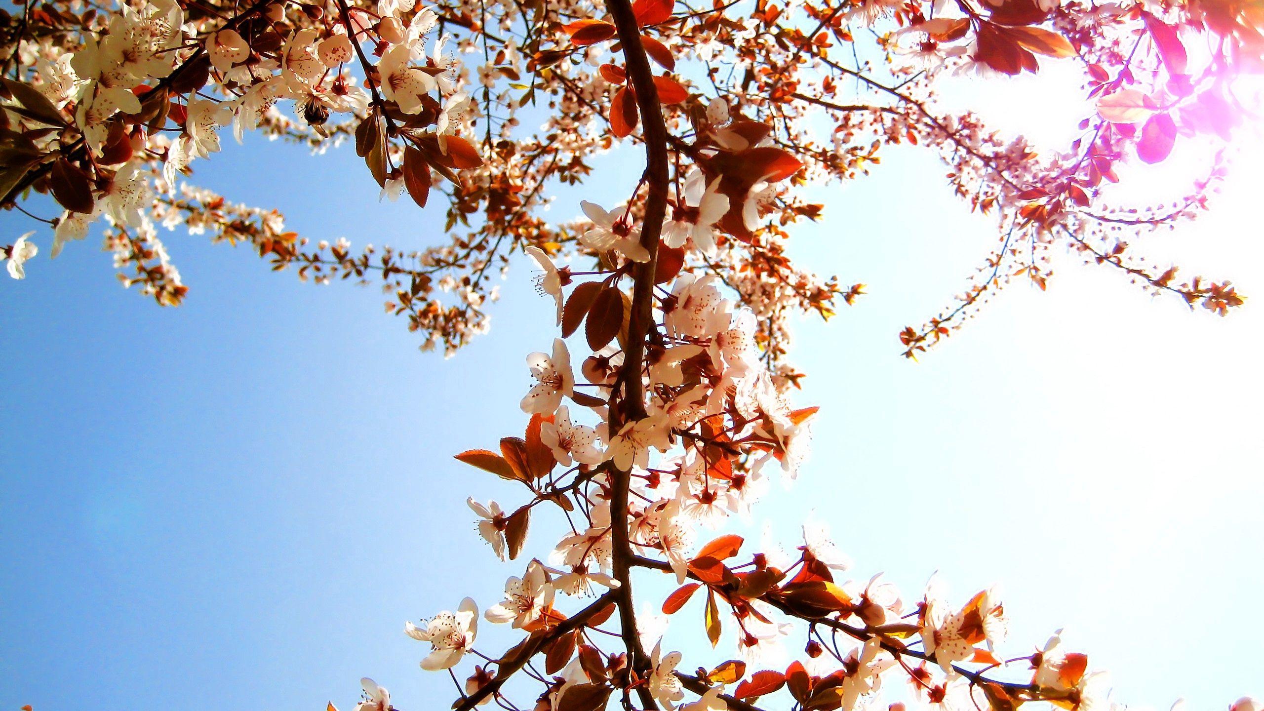 Весна, солнце и природа. | Пикабу