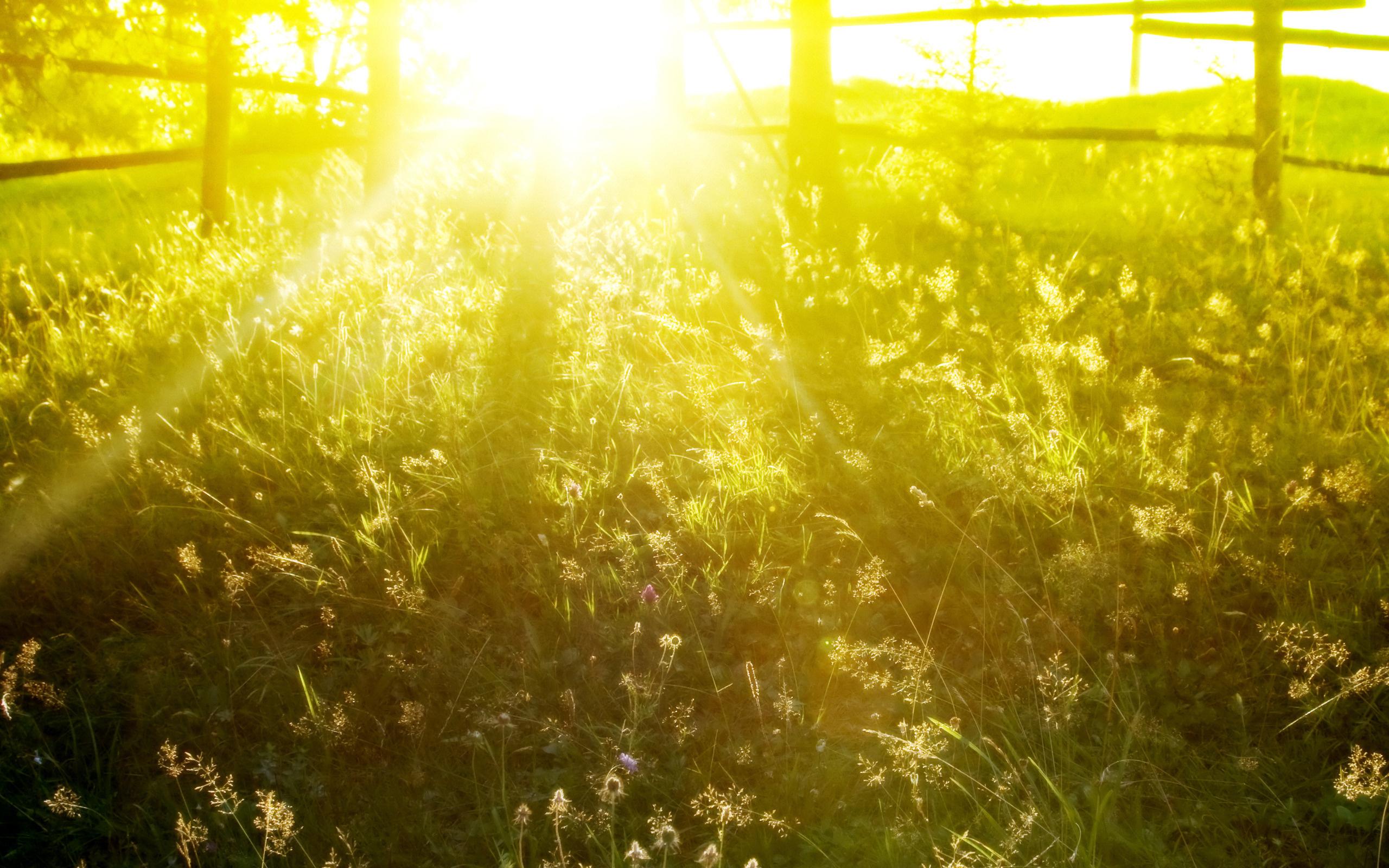 Зеленые газоны, цветущие деревья и теплое солнце: весна в самом разгаре в  Хабаровске - AmurMedia.ru