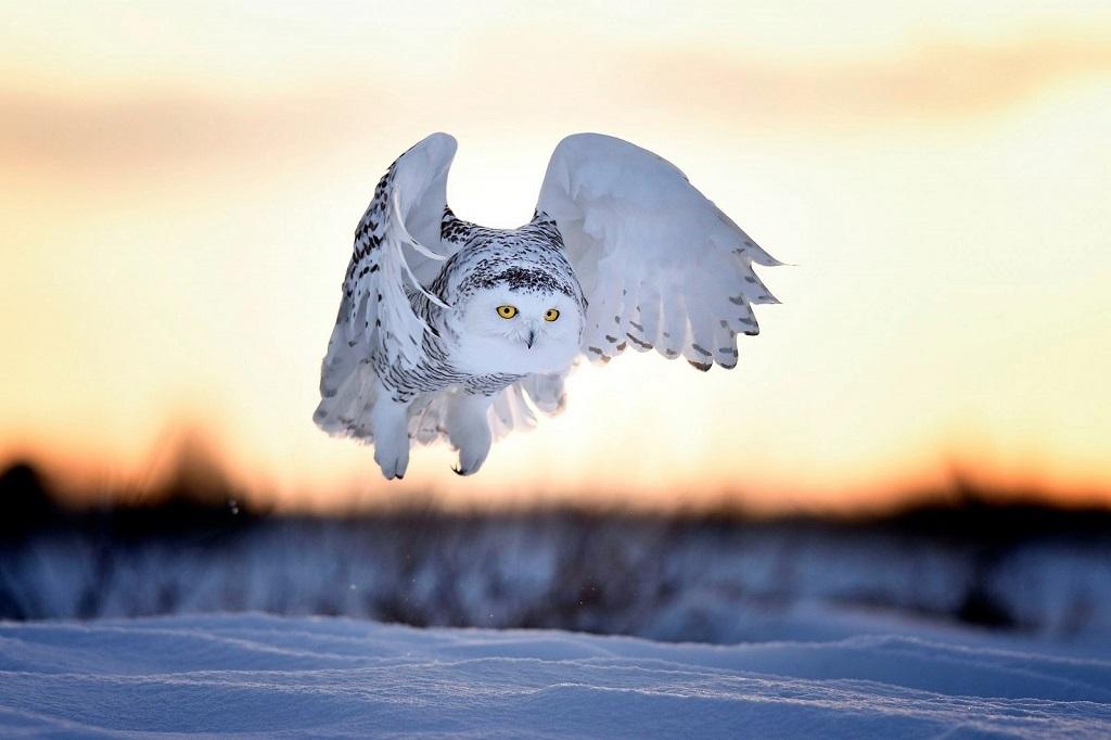 Ученые выяснили, как зимой ведут себя снежные совы - Телеграф