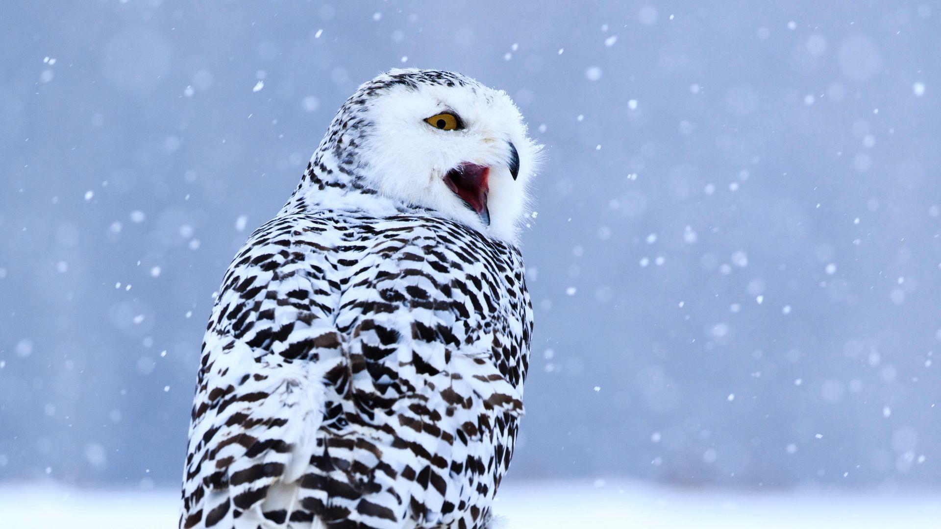 Снежная сова зимой на снегу Стоковое Фото - изображение насчитывающей  снежок, природа: 268913502