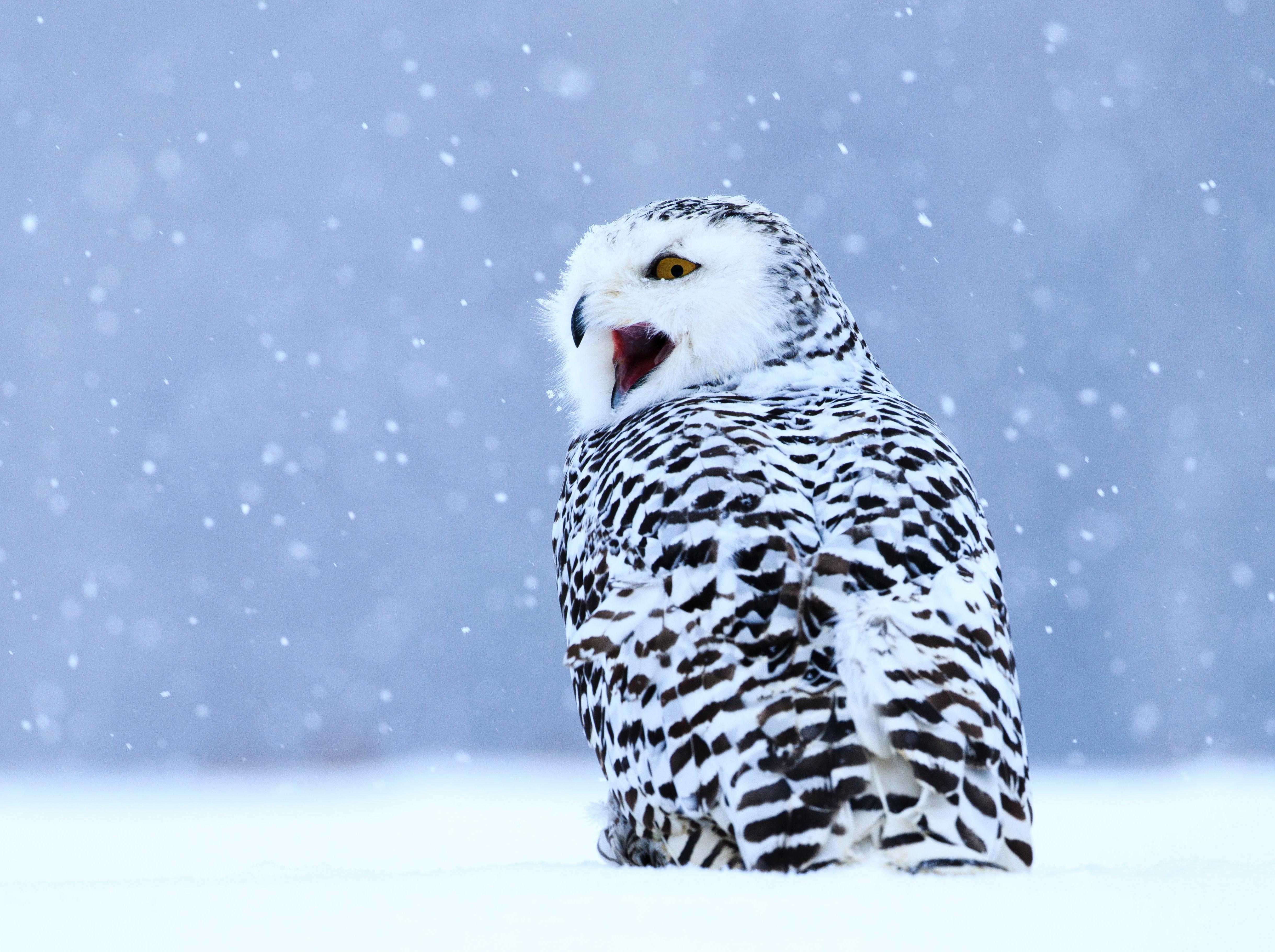 Белая сова на снежной ветке ели …» — создано в Шедевруме