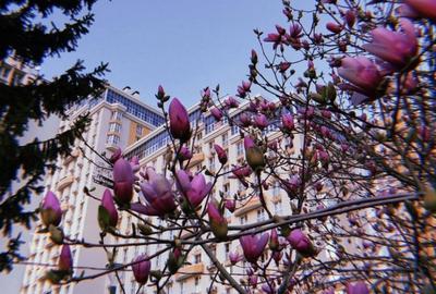 Радостной, теплой, счастливой весны, дорогие друзья! :: Nina Yudicheva –  Социальная сеть ФотоКто