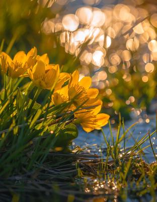 Золотые цветы на рассвете. Photographer Lashkov Fedor