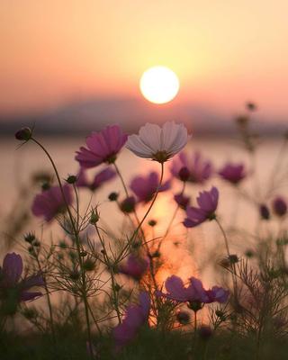 Красивый рассвет с цветами - 71 фото