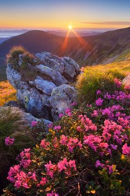 Рассвет с цветами в горах | Премиум Фото