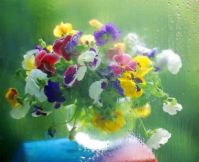 Картина Цветы. Роза под дождем ᐉ Гридасова Анна ᐉ онлайн-галерея Molbert.