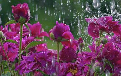 Цветок под дождем Жаклин Бриттон, цветы, капли воды, дождь фон картинки и  Фото для бесплатной загрузки