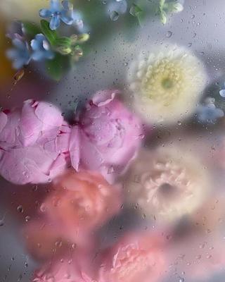 Весенний дождь в саду. белые цветы алычи под дождем в весенний день. мягкий  фокус и неглубокая глубина резкости | Премиум Фото