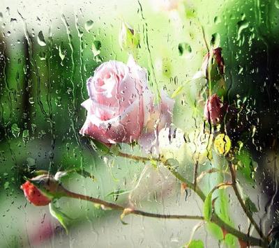 Картинки цветы после дождя (61 фото) » Картинки и статусы про окружающий  мир вокруг
