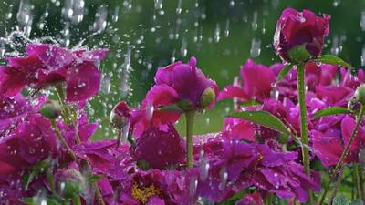 Роза под дождем: 12 сортов, которые не портятся от плохой погоды |  Грабельки мои! | Дзен