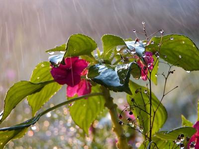 Цветы после дождя. | Пикабу