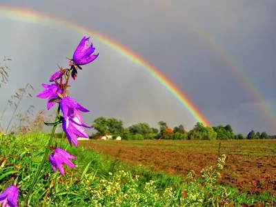Картина маслом \"Цветок ириса после дождя\" Юлии Кравченко.