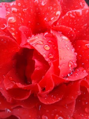 Цветы после дождя | Простая психология | Дзен