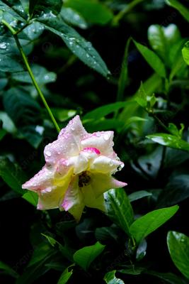 Цветы после дождя. — Steemit