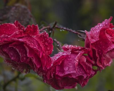 Adenium Розовые И Белые Цветы После Дождя Капли. Фотография, картинки,  изображения и сток-фотография без роялти. Image 61219581