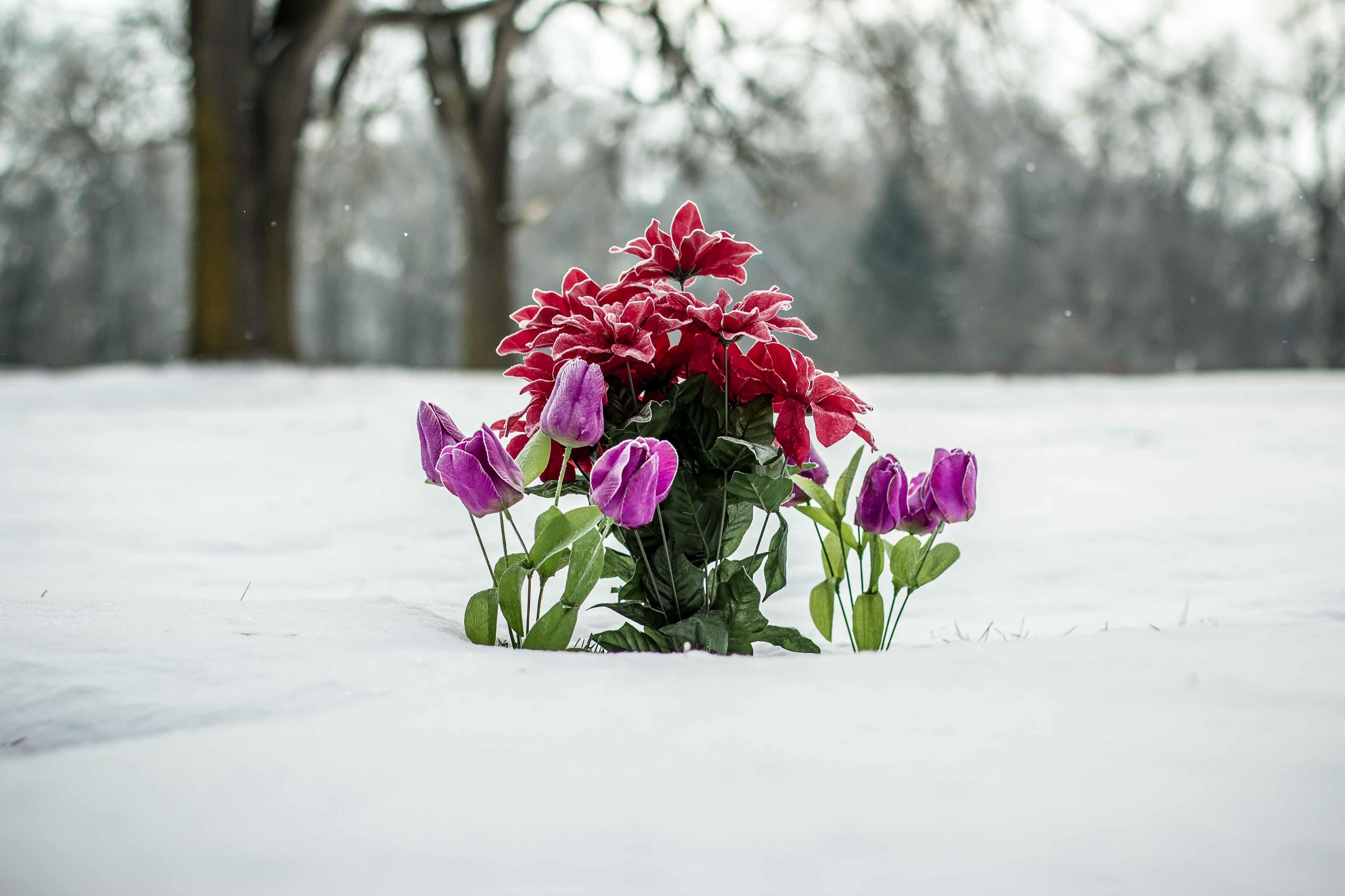 Цветы зимой (46 фото) - 46 фото